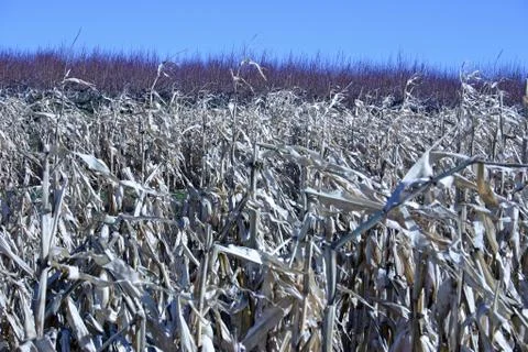 Cornfield Stock Photos