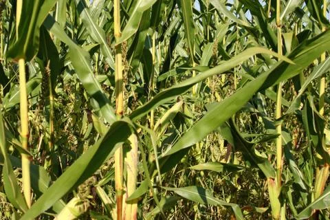 Cornfield Stock Photos