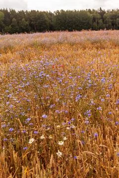 Cornfield Stock Photos