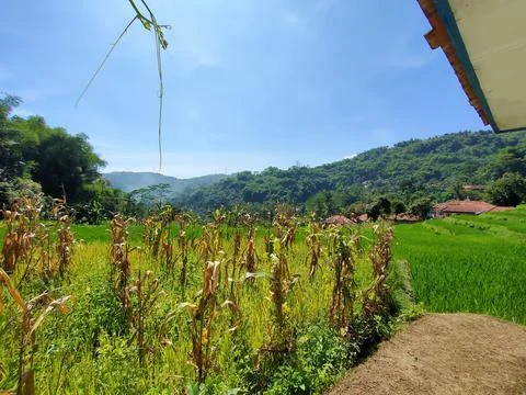 Cornfield Foto stock