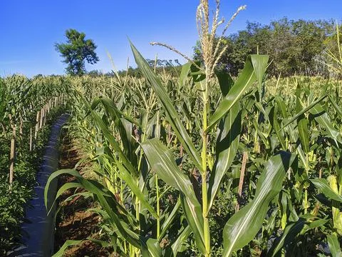 Cornfield Stock Photos