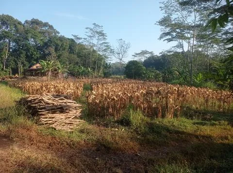 Cornfield Stock Photos