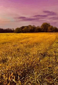 Cornfield Stock Photos