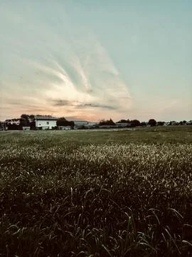 Cornfield Stock Photos