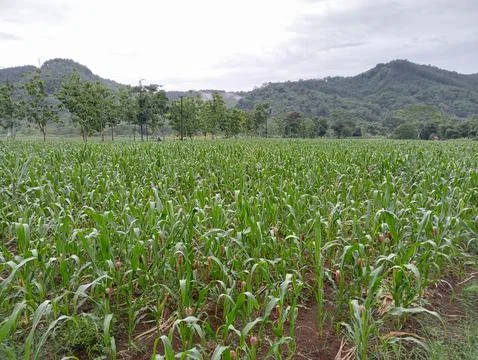Cornfield Stock Photos