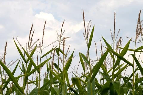 Cornfield Stock Photos