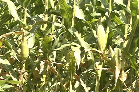 Cornfield plant SD 25 Video stock 37456126