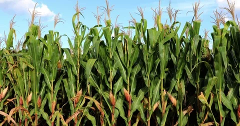Cornfield plantation with blue sky Video stock 72996597