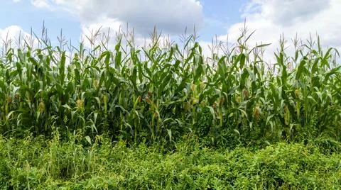 Cornfield Plantation with Cloudy Blue Sky Background Stock Photos