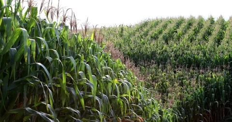 Cornfield plantation Stock-Footage 72995448