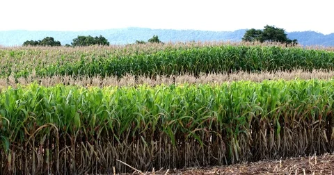 Cornfield plantation landscape 스톡 동영상 72995670
