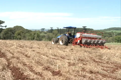 Cornfield Plantation SD 15 Video stock 37414982