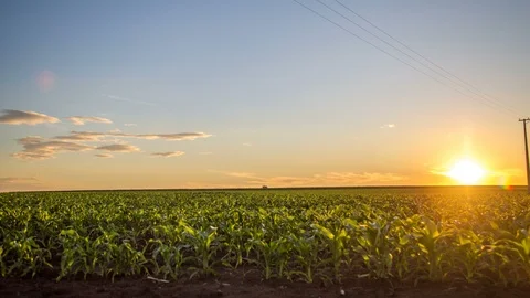 Cornfield plantation time lapse Stock Footage 93326764