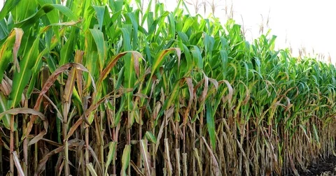 Cornfield plants 库存影片 72996670