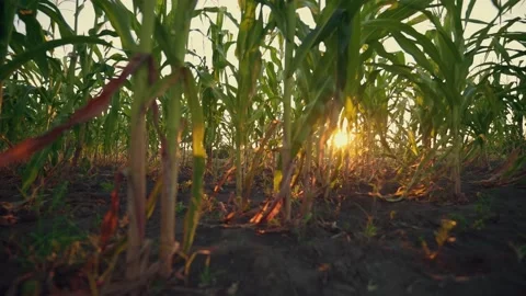 Cornfield plants with sun backlight.  Sunset over the cornfield. End of the day. Stock-Footage 149240848