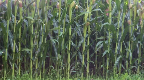 Cornfield in the rain Stock Footage 40649120