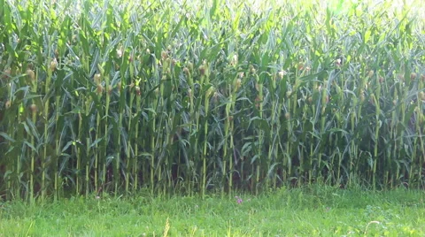 Cornfield in the rain Stock Footage 40653397