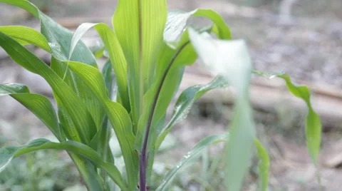 Cornfield in the rain, video Stock Footage 63500989