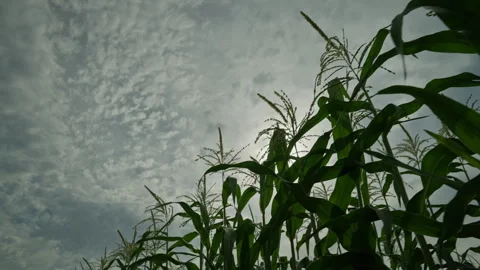 Cornfield. The rays of the sun break through the tops of corn stalks. Ripening Stock Footage 251279746