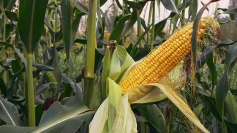 The cornfield is ready to harvest and has had an unusually good corn crop this Stock Footage 160122766