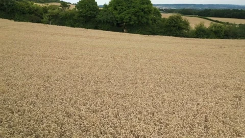 Cornfield reveal Stock Footage 137031767
