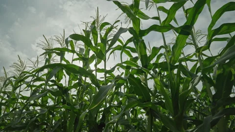 Cornfield. Ripening corn against the background of bright sunlight and thick Vídeos de archivo 249984397
