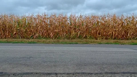 Cornfield with road and cars - drone footage Stock Footage