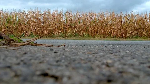 Cornfield with road and cars - drone footage Stock Footage 94581453