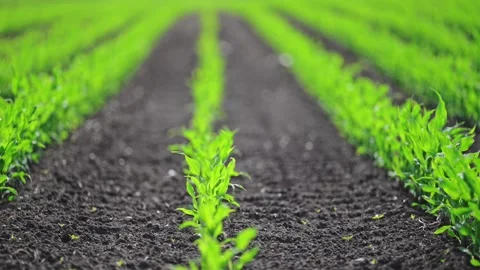 Cornfield with Rows of young corn shoots on a cornfield, slow motion. Stock Footage 243851245