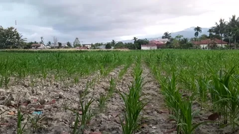 A Cornfield in a Rural Area with a Mountainous Backdrop Stock Footage 317648910
