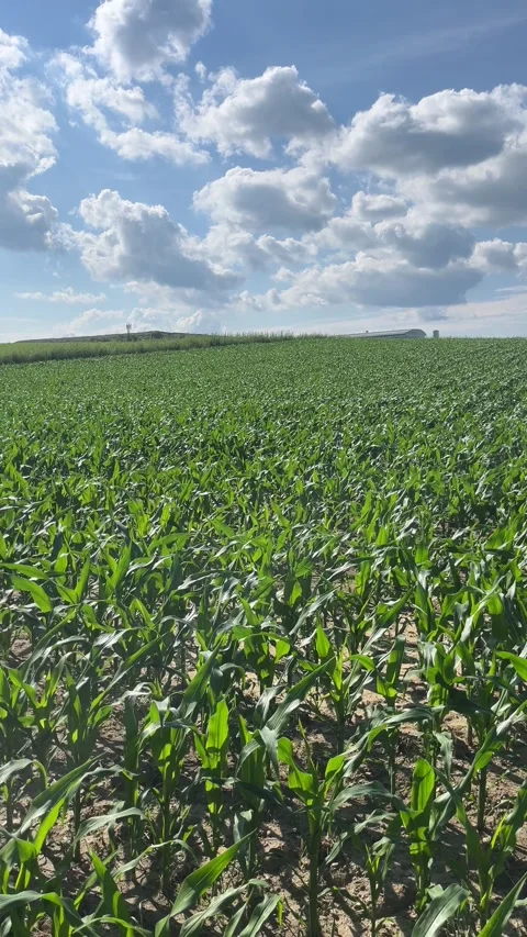 Cornfield in the rurals of lower Austria Stock Footage 278398491