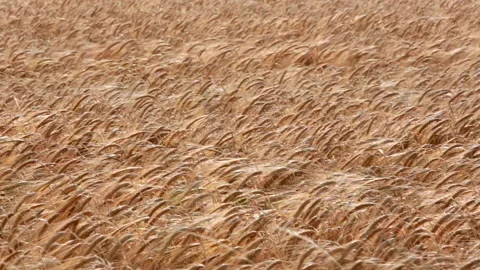 Cornfield rustling in Wind in the UK Stock Footage 142799644