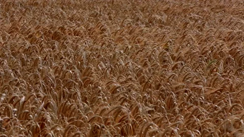Cornfield rustling in Wind in the UK Stock Footage 142799998