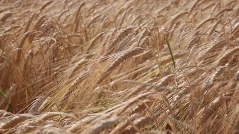 Cornfield rustling in Wind in the UK Stock Footage 142800225