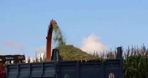 Cornfield silage 库存影片 73009714