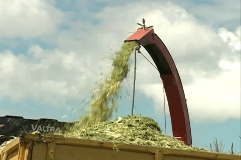 Cornfield silage for winter SD 31 Video stock 37627326