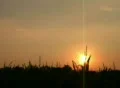 Cornfield Silhouette at Sunset SD Footage
