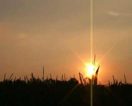 Cornfield Silhouette at Sunset 動画素材 263184