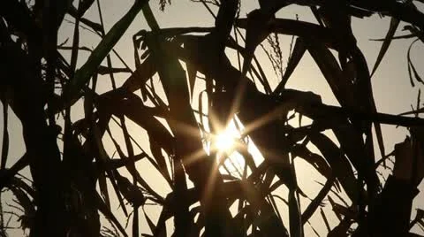 Cornfield silhouettes Stock Footage