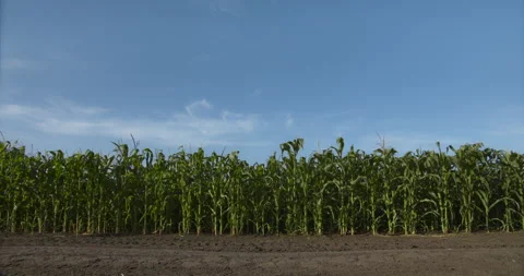 A cornfield sinking into the sky Stock Footage 137798673