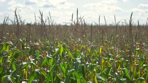 Cornfield in slow motion - agriculture  Stock Footage 160963829