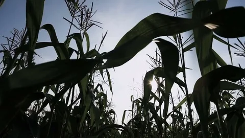 Cornfield slow motion cornfield Video stock 81551136