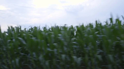 Cornfield Slow Motion Video stock 112270769