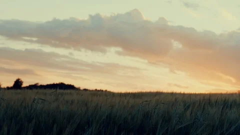 Cornfield in slowmotion dolly move shot. Stock Footage 91831442