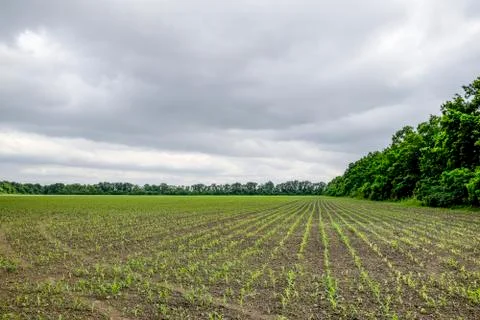 Cornfield. Small corn sprouts, field landscape. Cloudy sky and stalks of corn on Foto stock