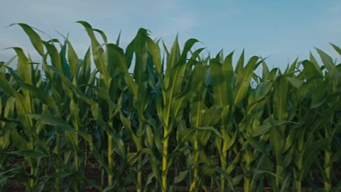 Cornfield at the small ecological farm Stock Footage 244803569