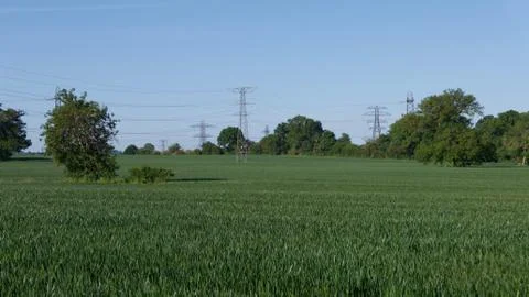 Cornfield in spring with pylons in the background against blue sky Stock Photos