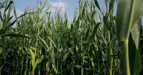 Cornfield - Stalks Swaying in the Wind Stock Footage 284236604
