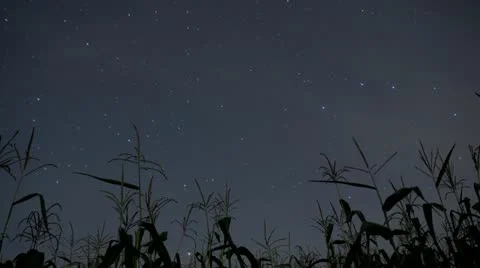 Cornfield, stars Stockbeeldmateriaal 10833692