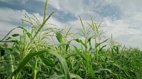 Cornfield. The stems of the ripening corn with leaves and tassels are swaying in Vidéo 249988173